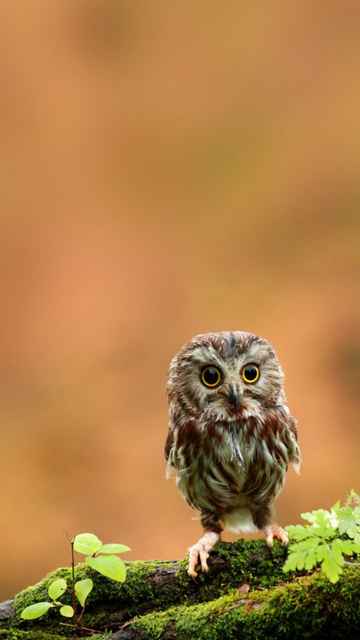 1857 Funny Owl